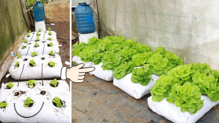 Cette méthode simple vous garantit une récolte de salades vertes à couper le souffle…