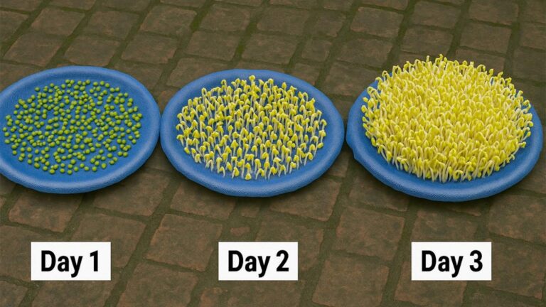 Cette méthode simple transforme vos haricots en délicieuses pousses… Découvrez vite