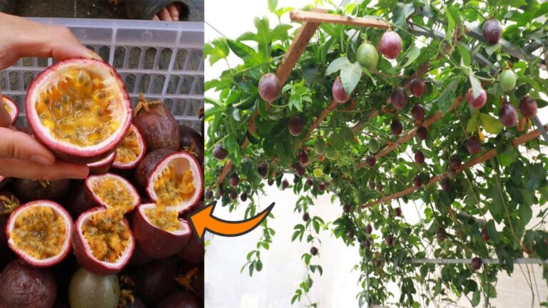 Une astuce simple pour cultiver des fruits de la passion dans un container…