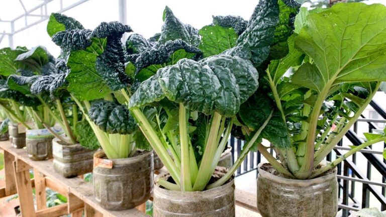 Cette méthode simple transforme votre balcon en jardin potager à moindre effort…