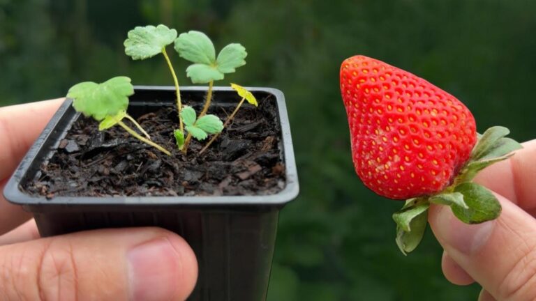 Cette astuce méconnue transforme vos fraises du marché en une récolte abondante…