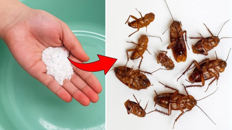 Avec cette astuce simple, dites adieu aux cafards… une solution naturelle et efficace !
