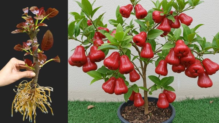 Cette technique surprenante fait pousser votre pommier java en un temps record…