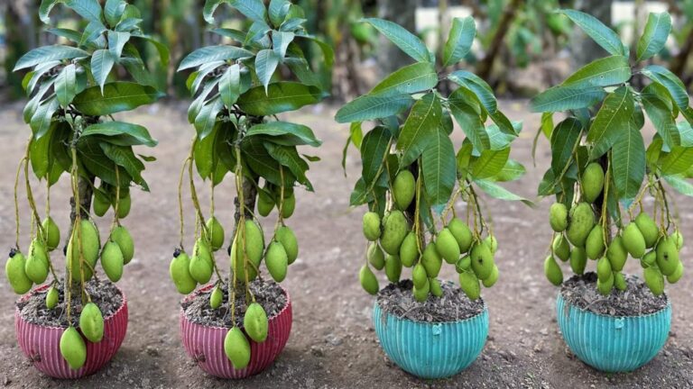 Cette méthode surprenante transforme une simple bouture en arbre à mangues luxuriant…