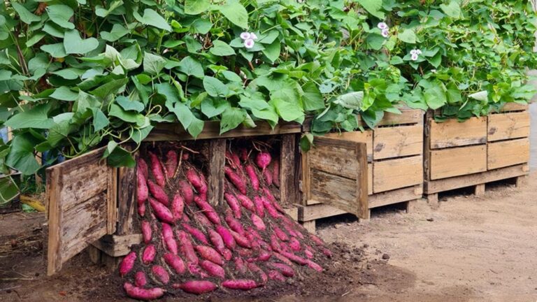 Cette méthode surprenante pour cultiver des patates douces promet une récolte abondante…