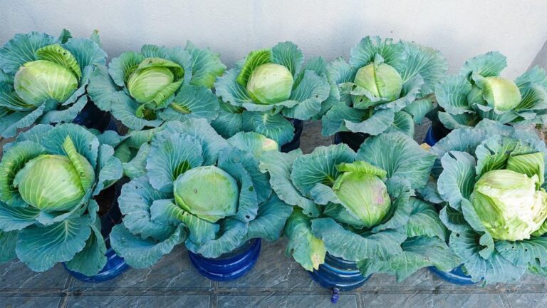Cette méthode facile transforme votre potager en un producteur de choux verts délicieux…