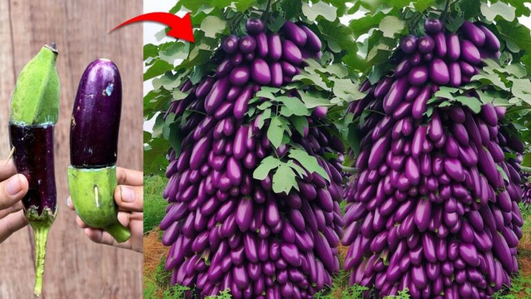 Cette astuce incroyable pour multiplier vos bananiers va transformer votre jardin…