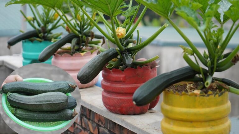 Découvrez comment des bouteilles en plastique boostent la croissance des courgettes…