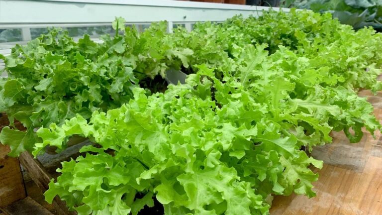 Cette astuce peu connue transforme vos bouteilles en un potager débordant de légumes…