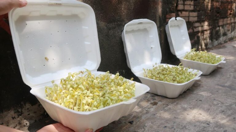 Cette méthode astucieuse transforme un simple carton en récolte délicieuse…