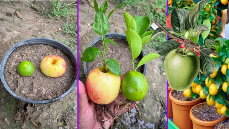 Cette méthode étonnante transforme des fruits en magnifiques arbres… à essayer d&rsquo;urgence !