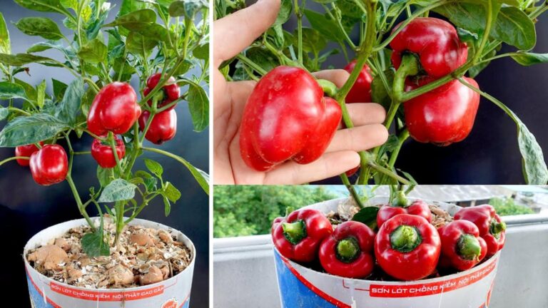 Cette astuce simple transforme vos poivrons en véritables trésors du jardin…