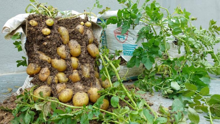 Cette méthode étonnante pour cultiver des pommes de terre vous surprendra…