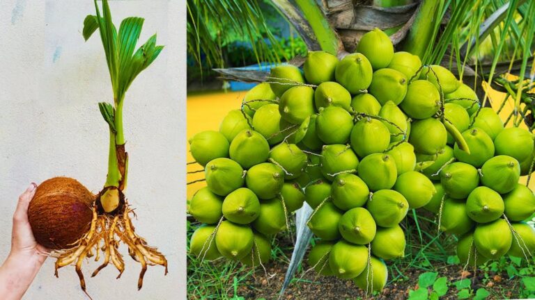 Cette méthode oubliée pour faire pousser des cocotiers rapidement va vous surprendre…
