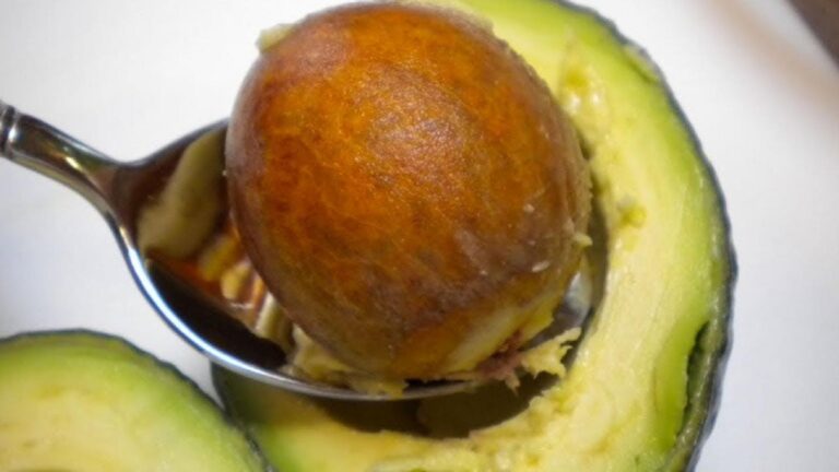 Cette astuce méconnue transforme vos noyaux d&rsquo;avocat en une magnifique plante d&rsquo;intérieur…