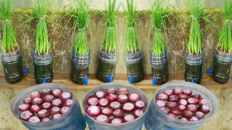 Cette méthode simple transforme vos oignons en un véritable jardin d&rsquo;intérieur…