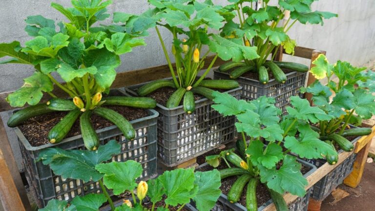 Cette astuce méconnue transforme votre potager : récoltez des courgettes facilement…