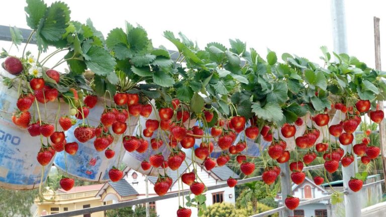 Cette astuce simple vous permettra de déguster des fraises toute l&rsquo;année…