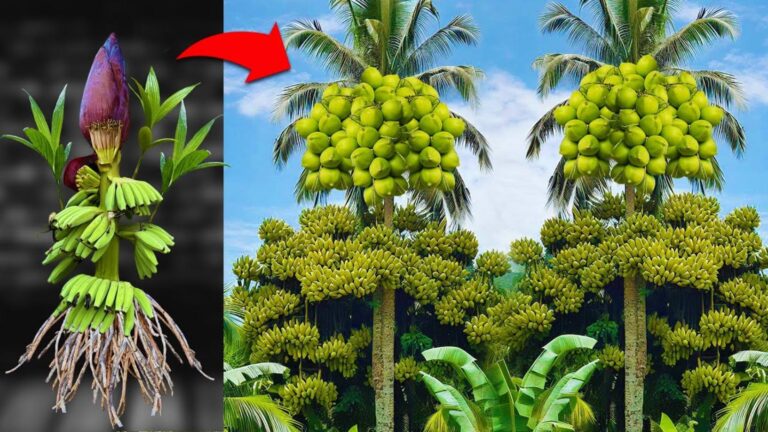 Une vieille astuce pour greffer bananier et noix de coco… les résultats vont vous étonner