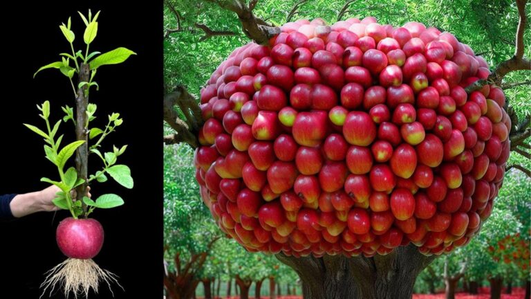 Cette méthode simple pour multiplier les fruits va vous étonner…