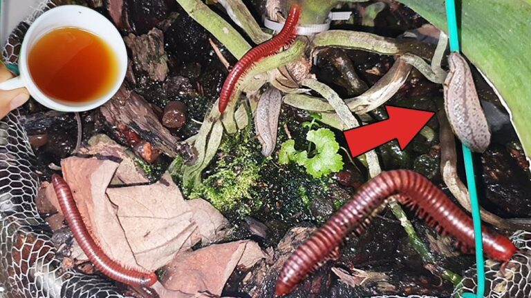 Une tasse d&rsquo;eau pour éliminer les escargots : découvrez ce conseil simple et efficace !