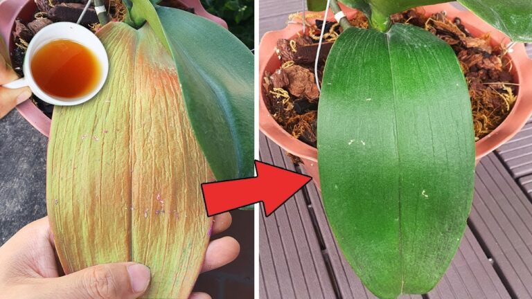 Revivez vos orchidées en 1 tasse d&rsquo;eau magique : astuce simple et efficace !