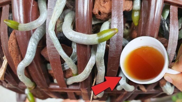 5 astuces pour faire fleurir vos plantes toute l&rsquo;année avec une eau magique