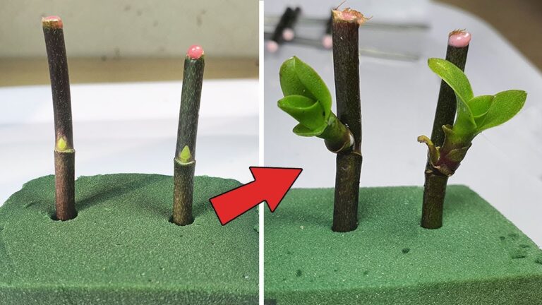 4 astuces pour multiplier vos orchidées rapidement avec de la mousse florale !