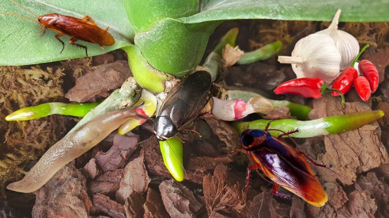3 astuces étonnantes pour protéger vos orchidées des cafards et escargots