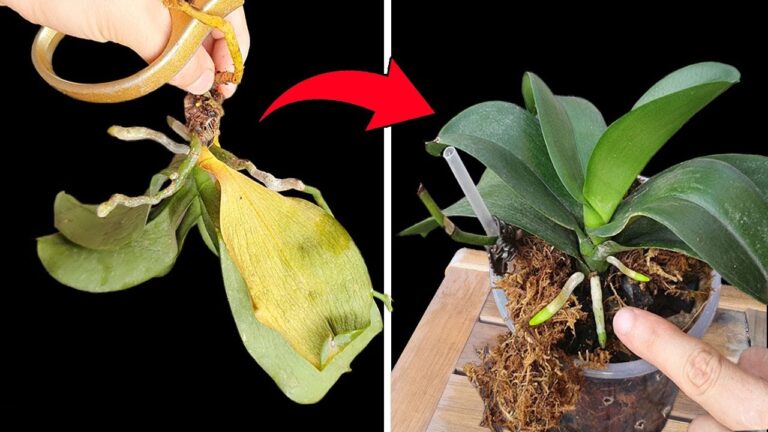 5 astuces pour redonner vie à vos orchidées sans les jeter !
