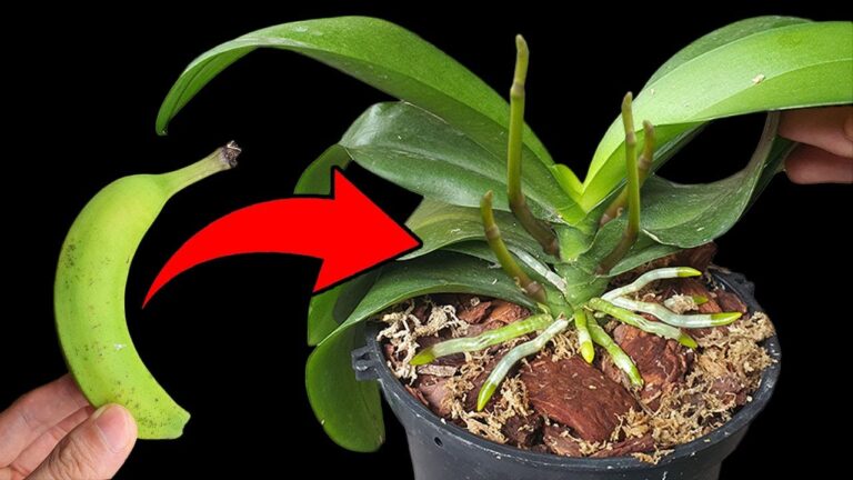 Fertilisez vos orchidées : 1 astuce 200 fois plus efficace que l’aloe vera !