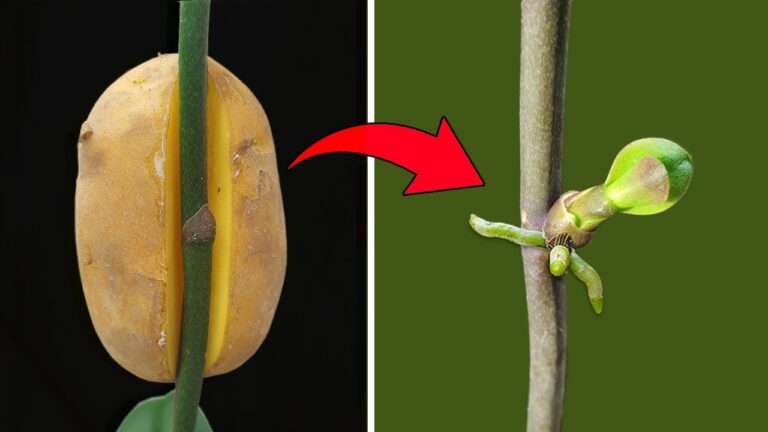 9 astuces pour réussir la propagation de vos phalaenopsis facilement !