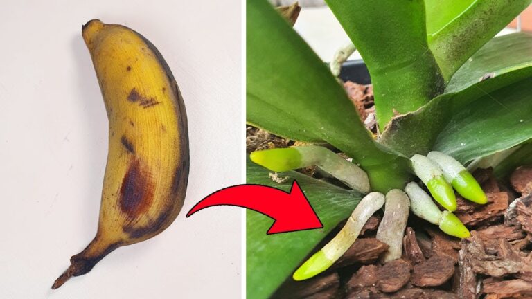 5 méthodes des experts pour des orchidées aux racines saines et prolifiques