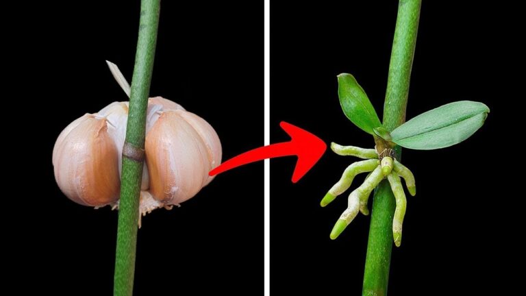 10 astuces pour propager vos orchidées rapidement et facilement