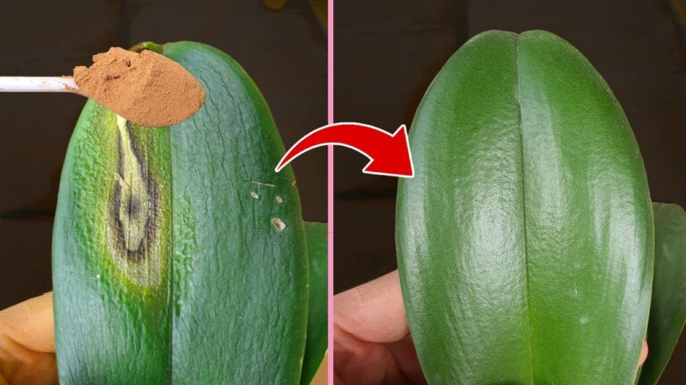 5 astuces pour sauver une feuille d&rsquo;orchidée flétrie et reprendre soin de vos plantes !