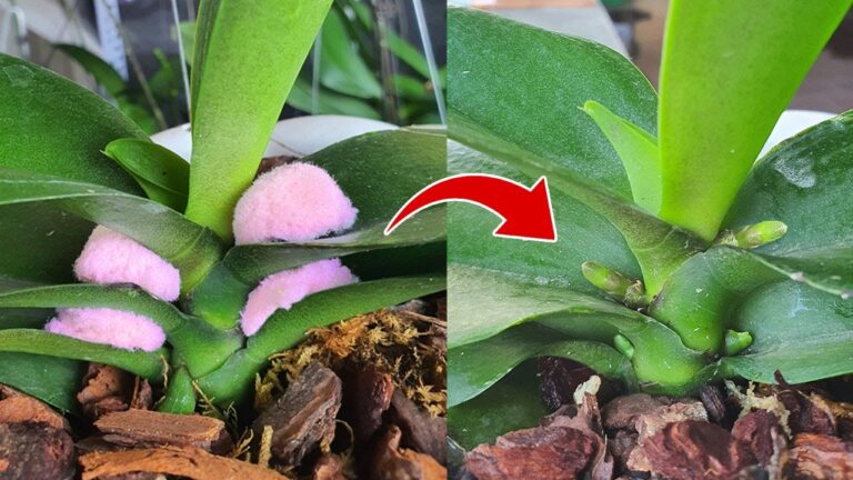 5 astuces pour propager des orchidées et obtenir des résultats incroyables !