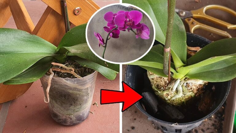 5 étapes pour rempoter votre orchidée en pleine floraison facilement