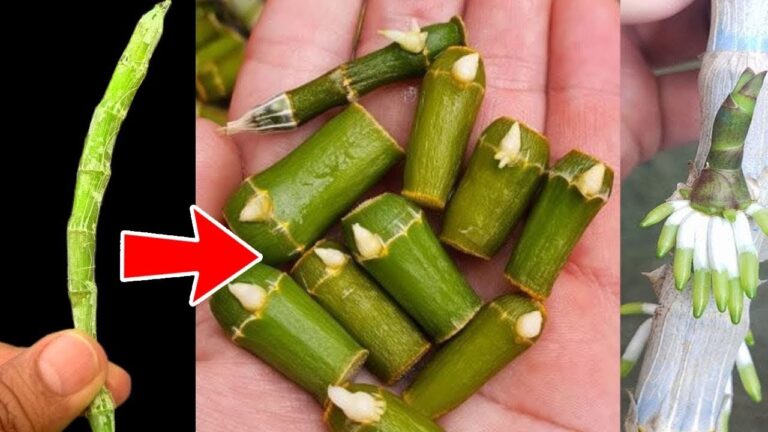 Propager 5 types d&rsquo;orchidées grâce à ce secret facile et efficace !