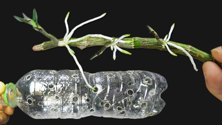 Faites pousser 7 pousses d&rsquo;orchidées avec une simple bouteille en plastique !