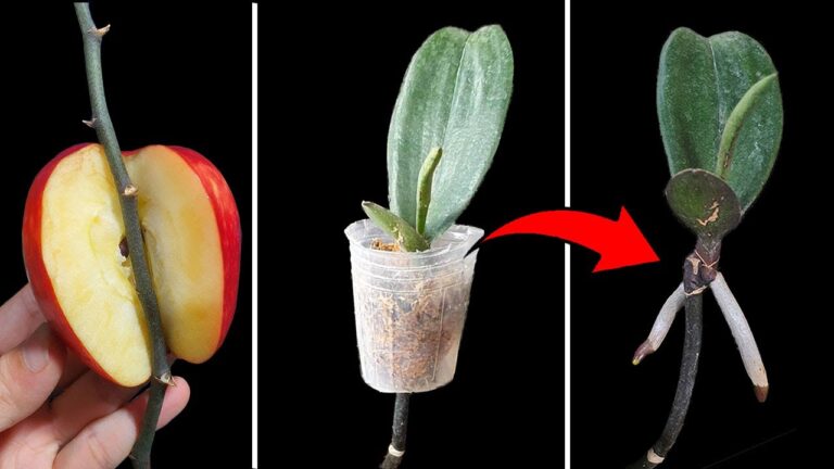 Propager des orchidées : 5 astuces pour un succès immédiat !