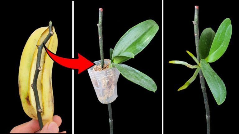 Un engrais naturel 200 fois plus puissant que l&rsquo;ail pour des orchids en pleine santé !