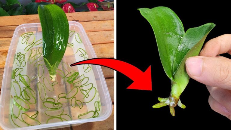 3 astuces magiques pour faire prendre racine à votre orchidée rapidement