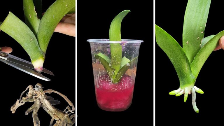 5 astuces magiques pour sauver vos orchidéess de la pourriture des racines !