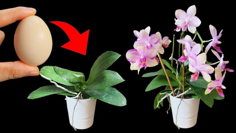 Boostez vos orchidées : 1 astuce simple avec des coquilles d&rsquo;œufs pour des fleurs continues !