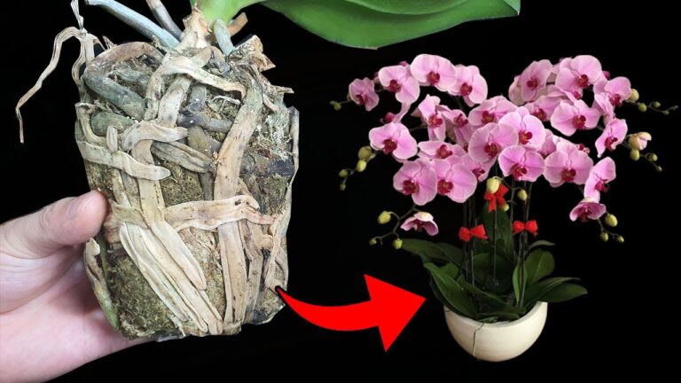 5 étapes pour rempoter votre orchidée sans risque de pourriture des racines !