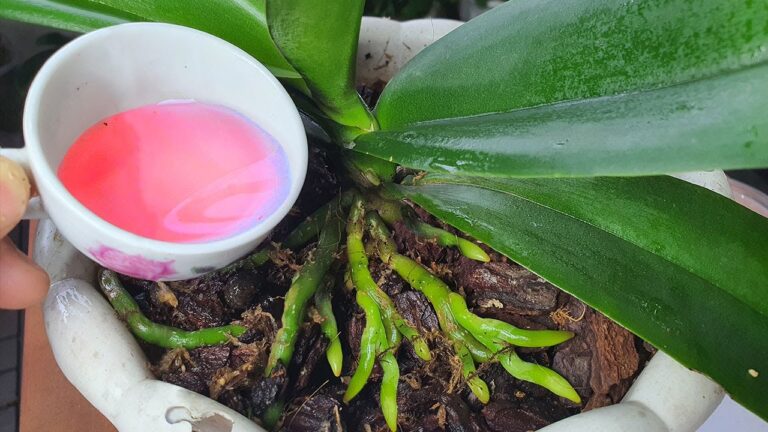 Faites fleurir vos plantes toute l&rsquo;année avec 1 tasse de cette eau magique !
