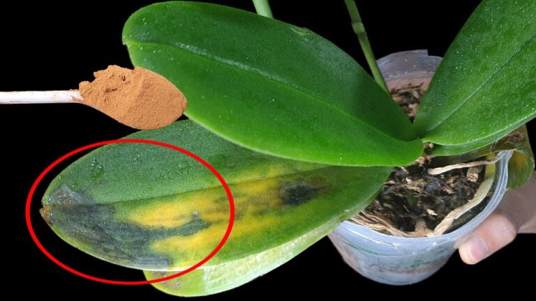 5 étapes pour sauver votre orchidée Phalaenopsis en détresse !