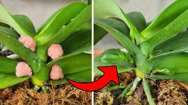 Découvrez 5 étapes incroyables pour propager vos orchidées Phalaenopsis avec succès !