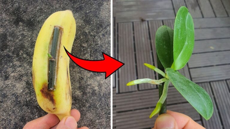 Le fruit miracle 100 fois plus puissant que l&rsquo;ail pour faire germer vos orchidées !
