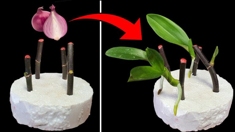 Faites fleurir votre orchidée toute l&rsquo;année avec 3 astuces simples à base d&rsquo;échalotes !